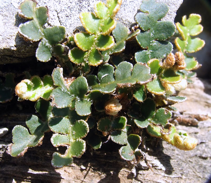 Asplenium ceterach