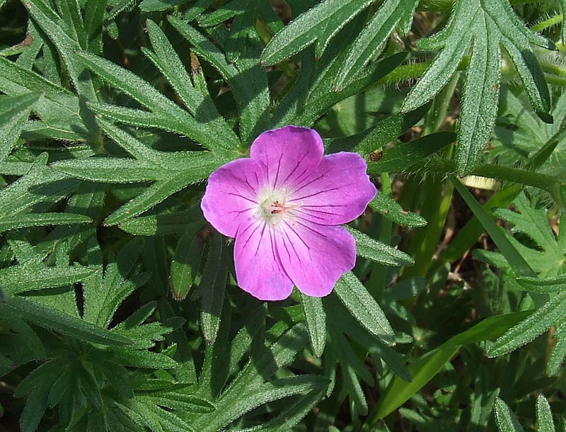 Tutto rosa: Gladiolus e Geranium