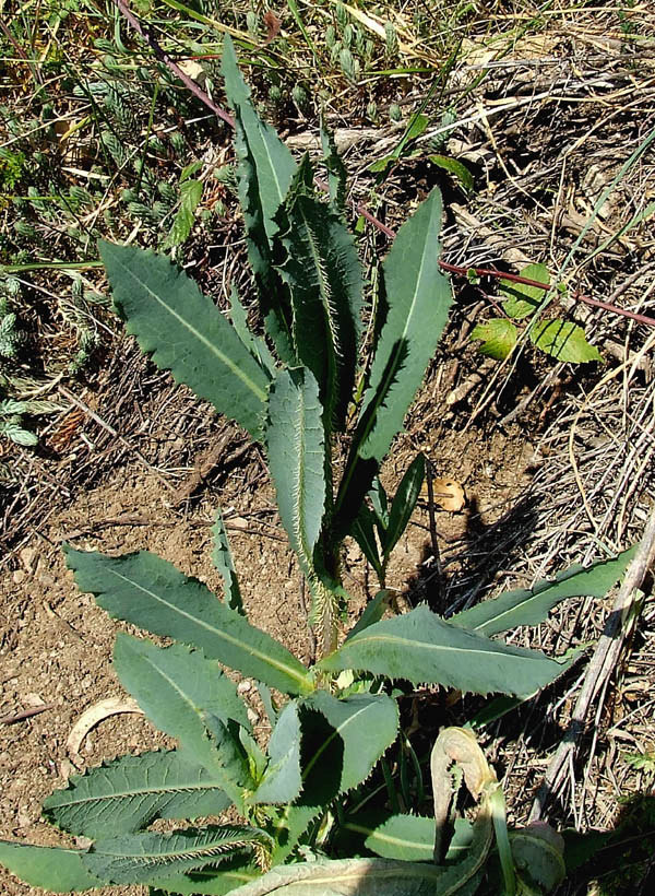 Lactuca sativa subsp. serriola