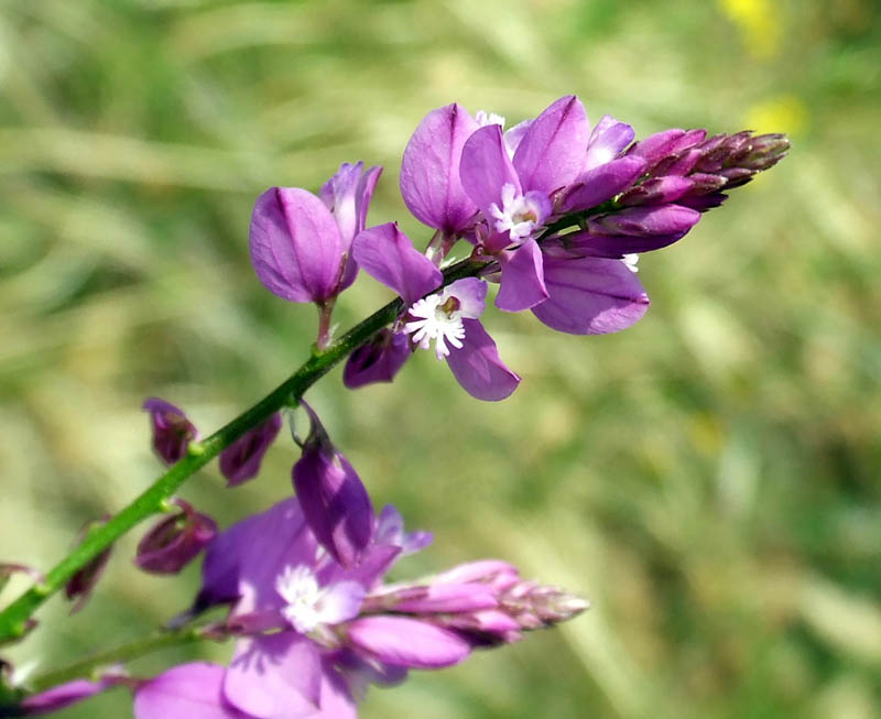 Polygala?