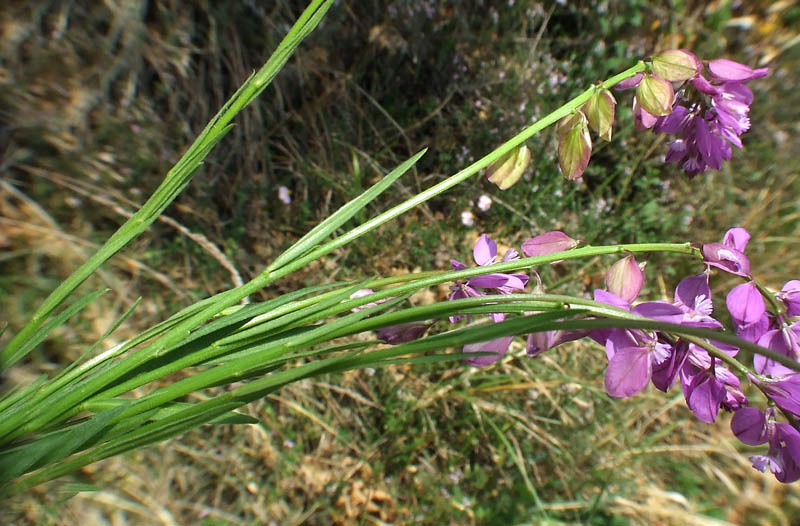 Polygala?