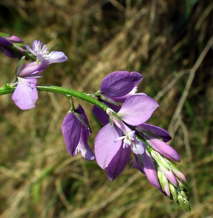 Polygala?