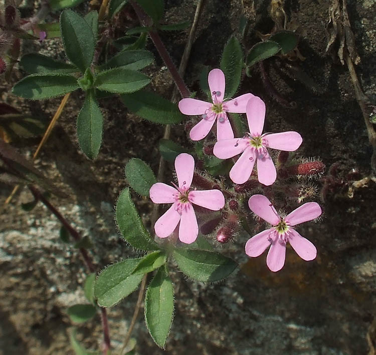Piccoli fiori rosa Saponaria ocymoides