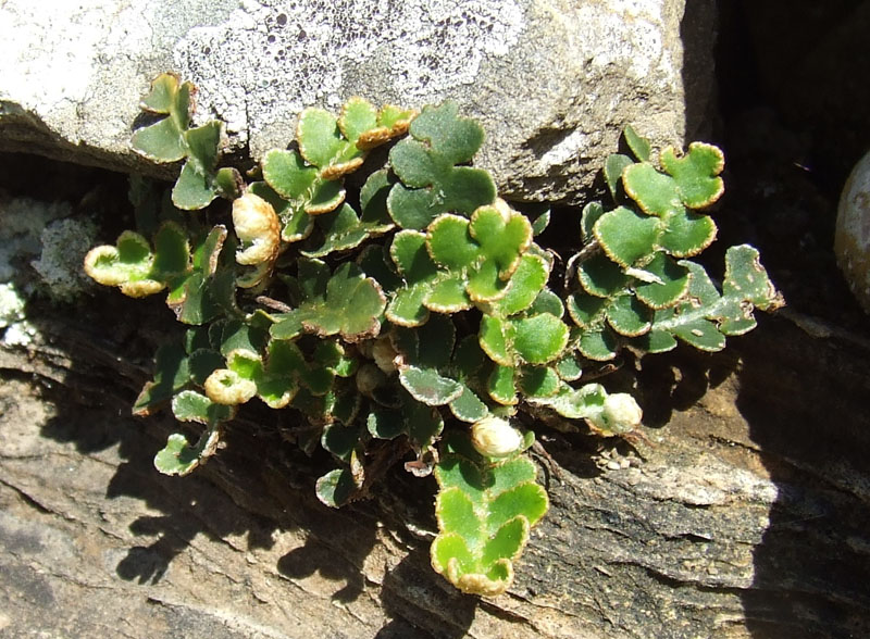 Asplenium ceterach