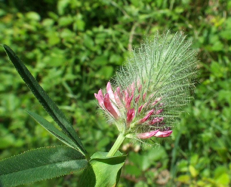 Trifolium rubens / Trifoglio rosseggiante