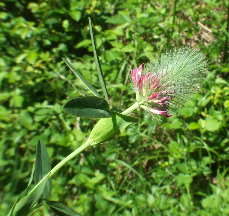 Trifolium rubens / Trifoglio rosseggiante