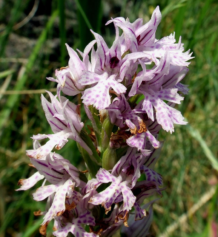 Orchis tridentata