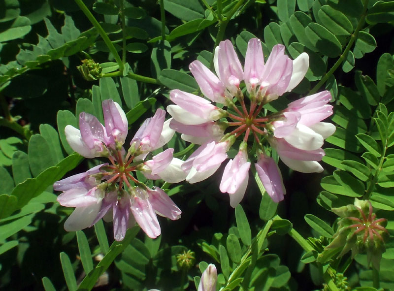 Securigera varia / Cornetta ginestrina