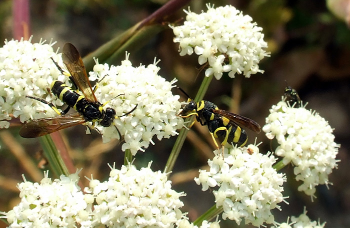 Sphecidae?