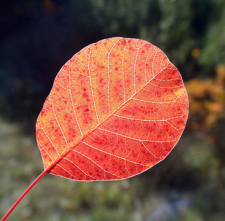 Cotinus coggygria / Cotino