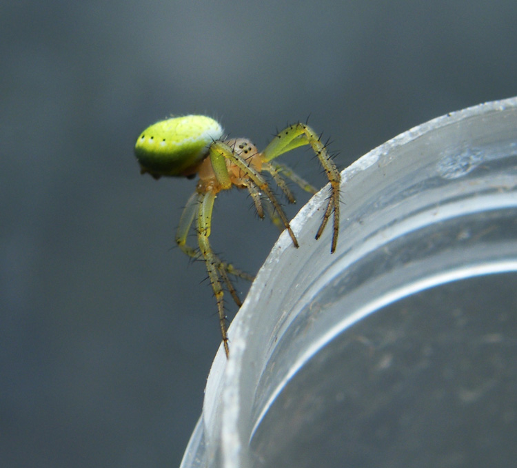 Araniella sp.