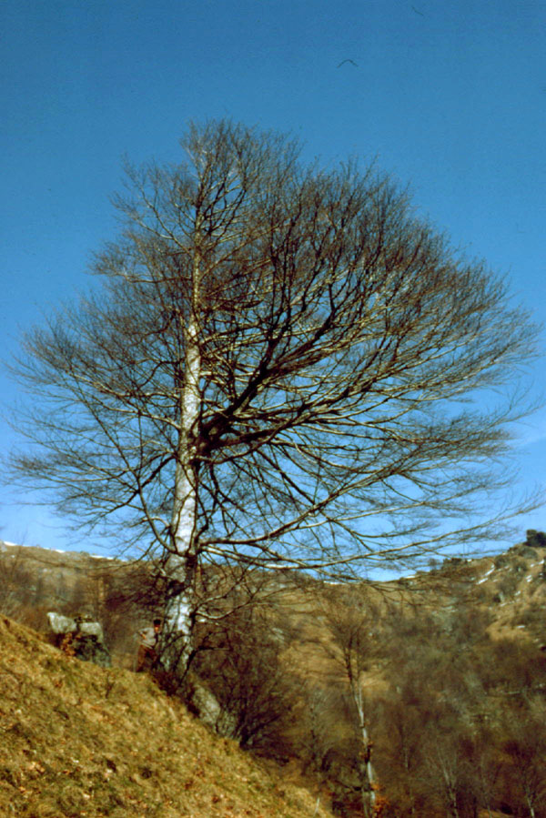 Alberi spogli