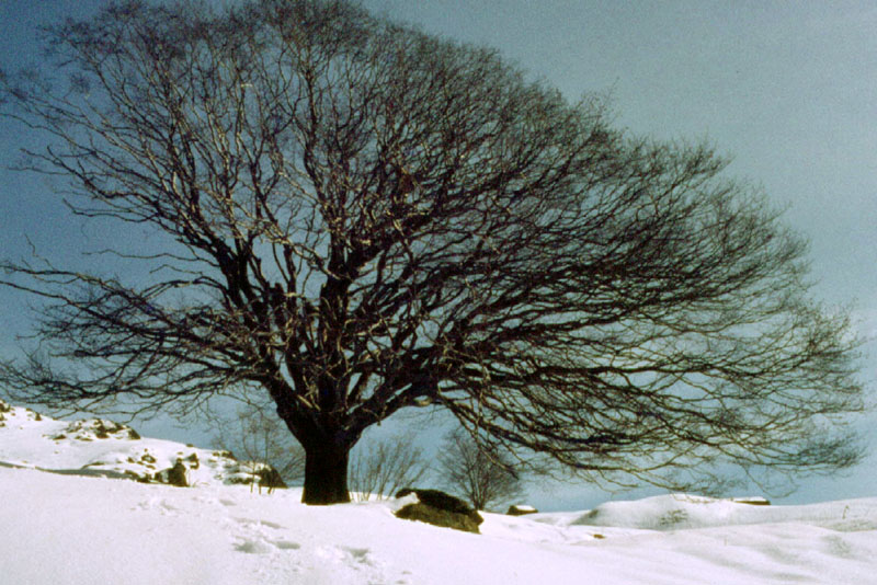 Alberi spogli