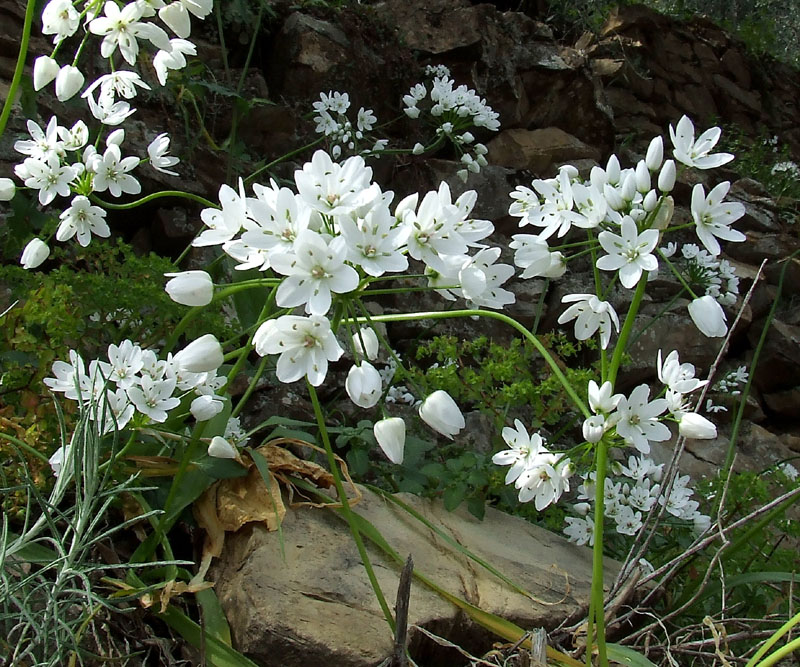 Allium neapolitanum