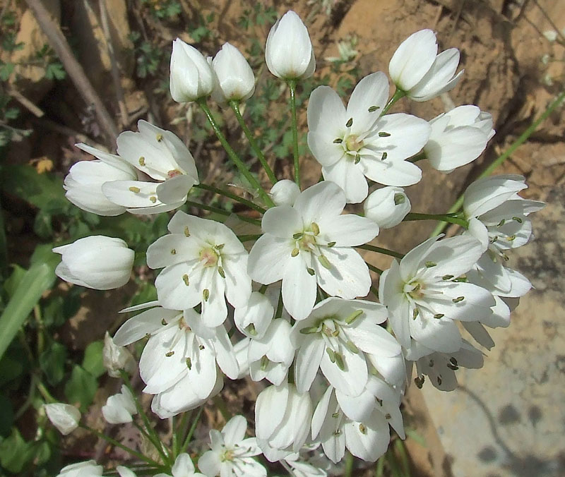 Allium neapolitanum