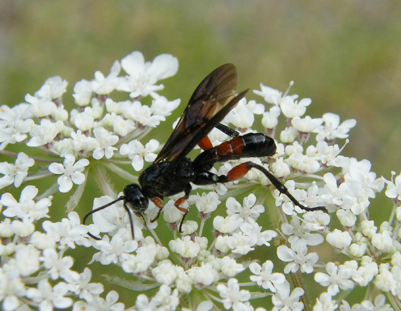 Ichneumonidae genere Phaenolobus, forse nigripennis