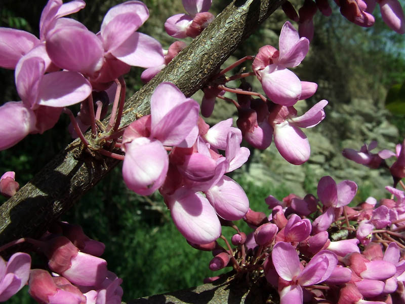 Cercis siliquastrum / Albero di Giuda