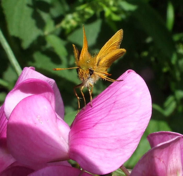 Thymelicus sylvestris