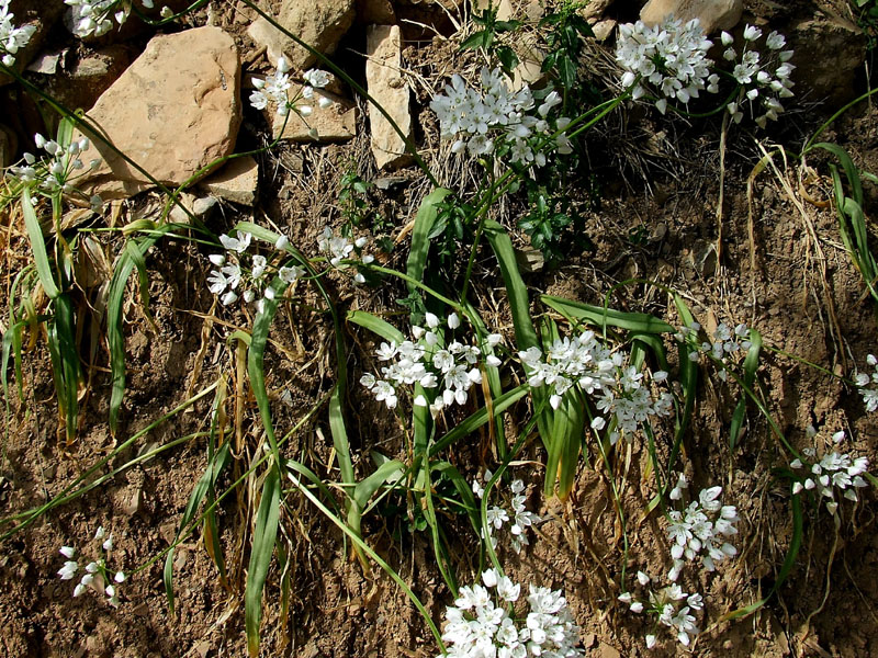 Allium neapolitanum