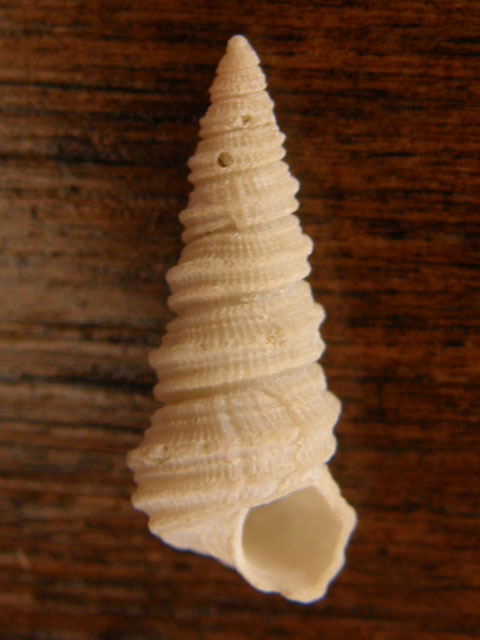 Paleomathildidae