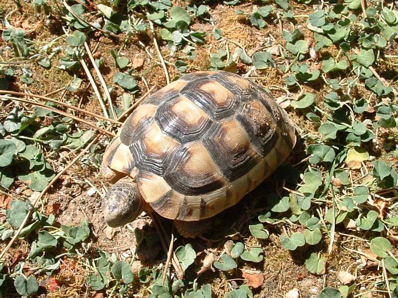 Testudo marginata sarda