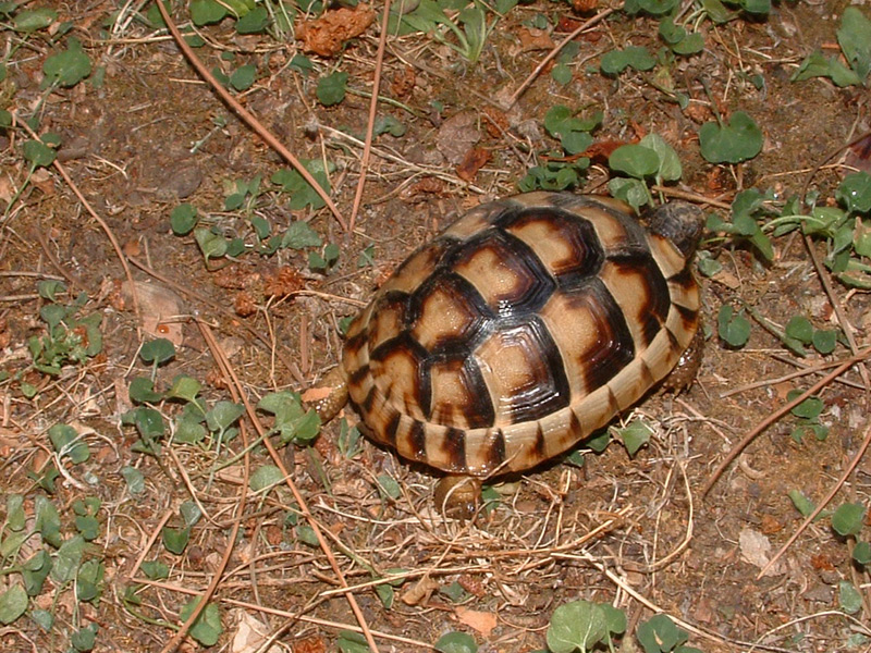 Testudo marginata sarda