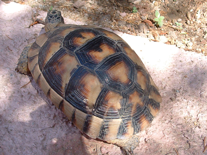 Testudo marginata sarda