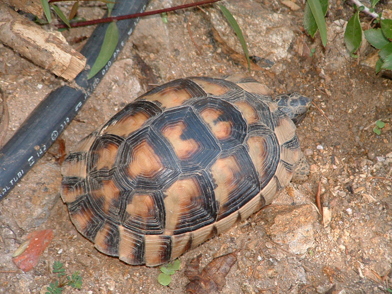 Testudo marginata sarda