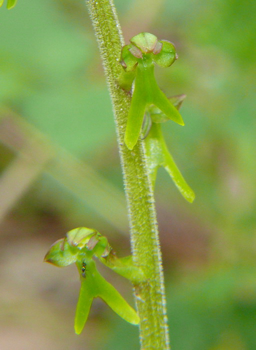 Neottia ovata (=Listera ovata)