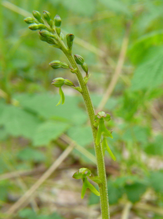 Neottia ovata (=Listera ovata)