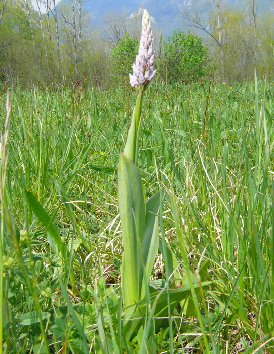 Piccole orchidee crescono...