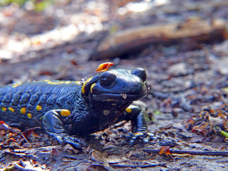 Salamandra pezzata