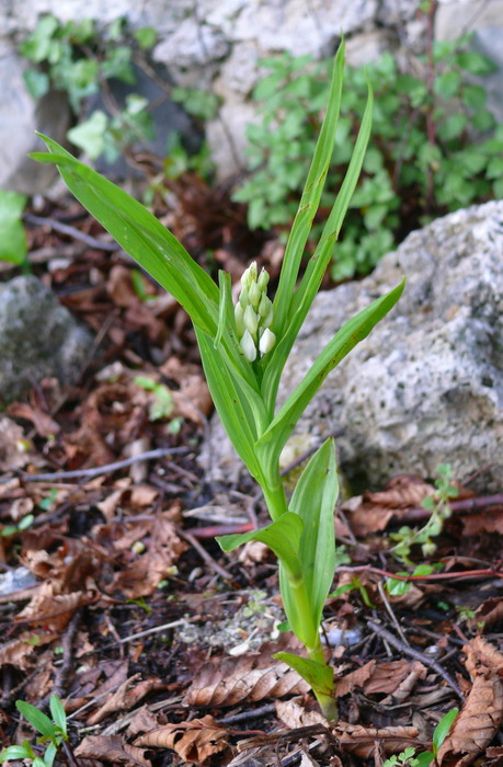 Piccole orchidee crescono...