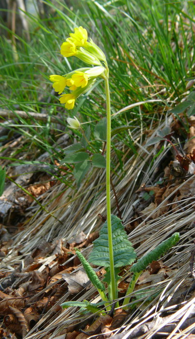 Primule del monte Glemina 3