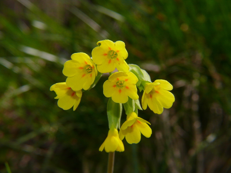 Primule del monte Glemina 3