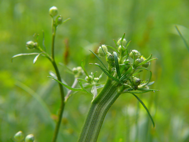 Fasciazione su Ranunculus sp.