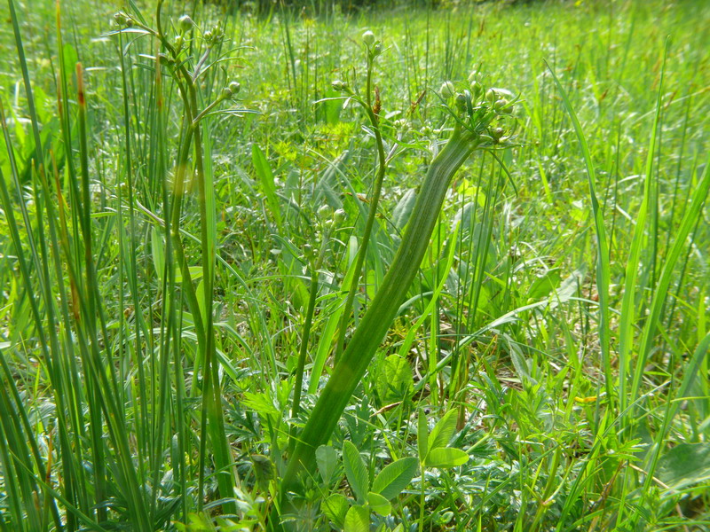 Fasciazione su Ranunculus sp.