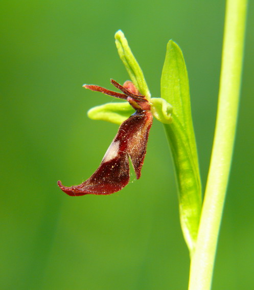 Ophrys insectifera...finalmente