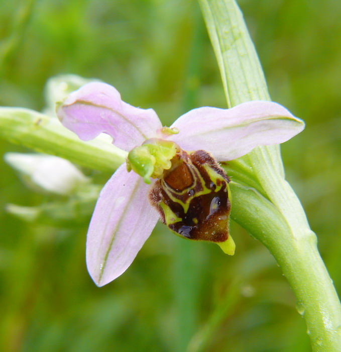 Ophrys apifera 