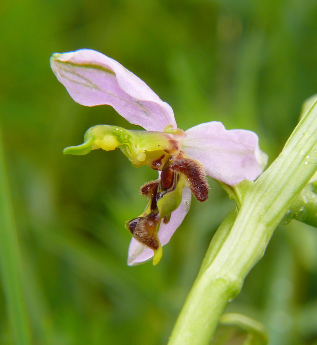 Ophrys apifera 