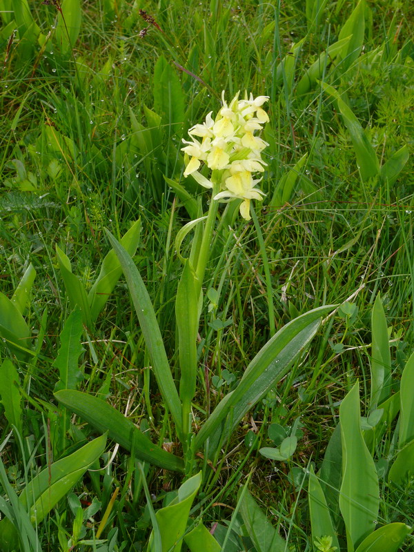 Dactylorhiza, Gymnadenia, Listera ....