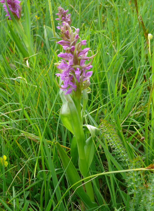 Dactylorhiza, Gymnadenia, Listera ....