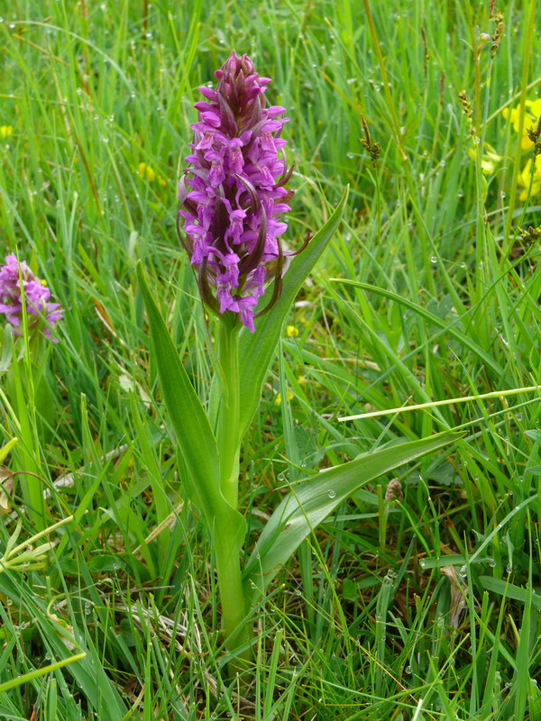 Dactylorhiza, Gymnadenia, Listera ....