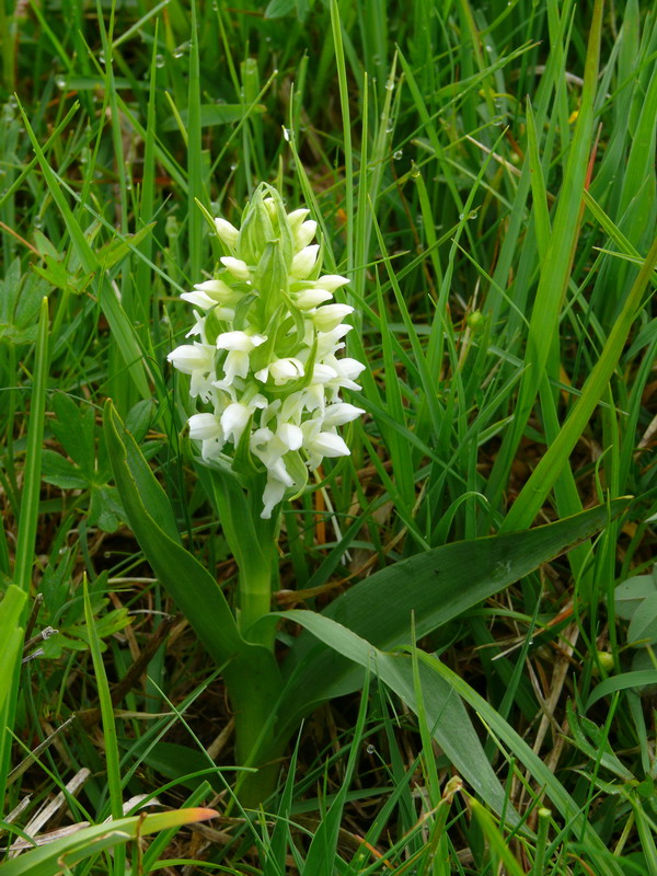 Dactylorhiza, Gymnadenia, Listera ....