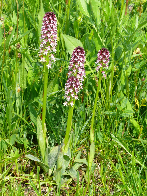 Dactylorhiza, Gymnadenia, Listera ....