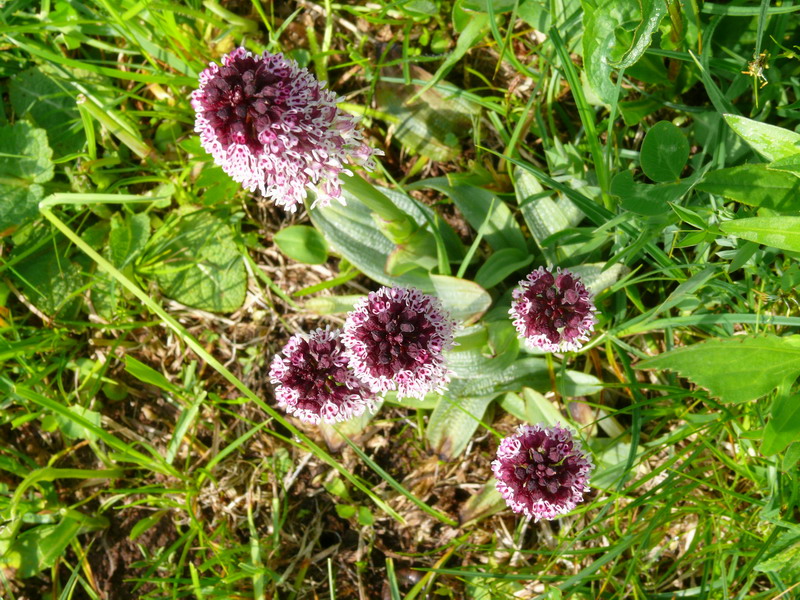 Dactylorhiza, Gymnadenia, Listera ....