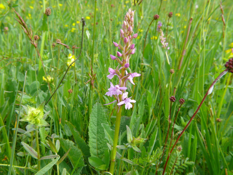 Dactylorhiza, Gymnadenia, Listera ....