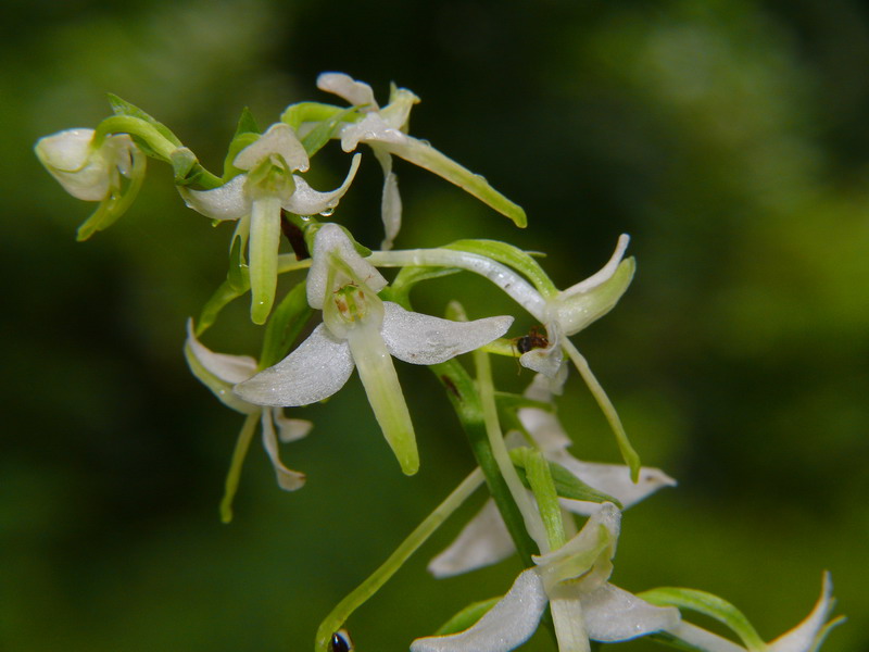 Platanthera chlorantha