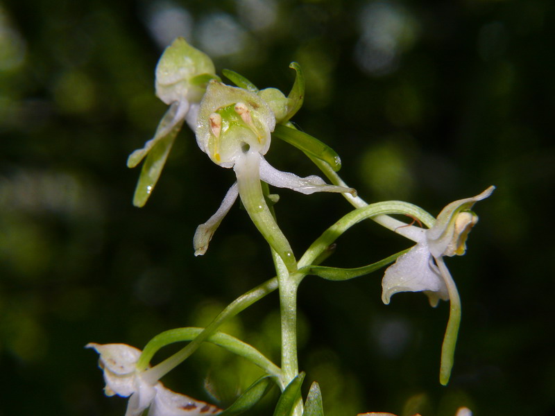 Platanthera chlorantha