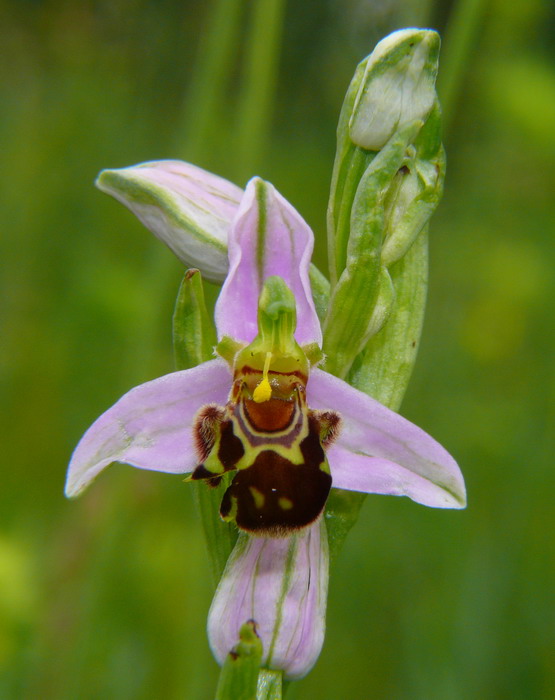 Ophrys apifera 